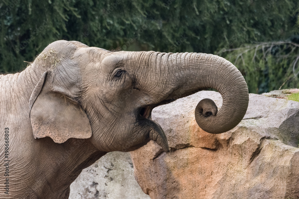 Naklejka premium The African bush elephant also known as the African savanna elephant