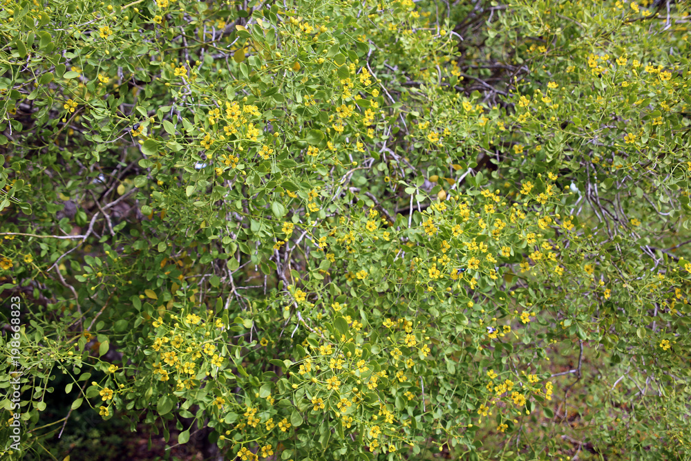 Gefiederte Raute Ruta pinnata Gefiederte Raute Ruta pinnata