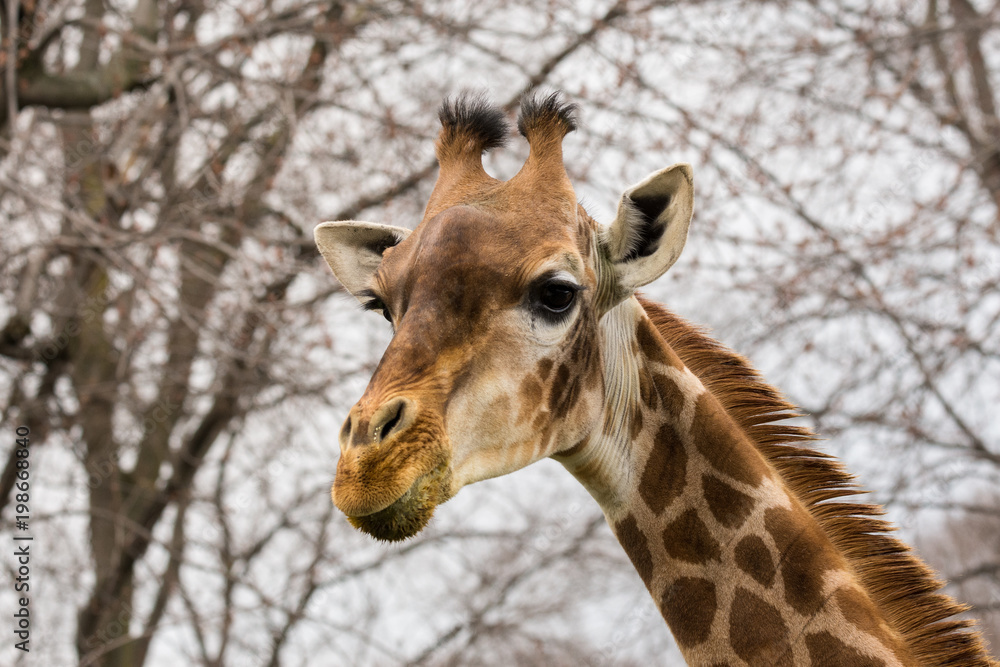 The giraffe (Giraffa) portrait pic (wildlife photo) The giraffe (Giraffa) portrait pic (wildlife photo)