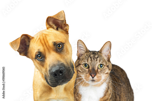 Fototapeta Naklejka Na Ścianę i Meble -  Closeup Dog and Cat Looking At Camera