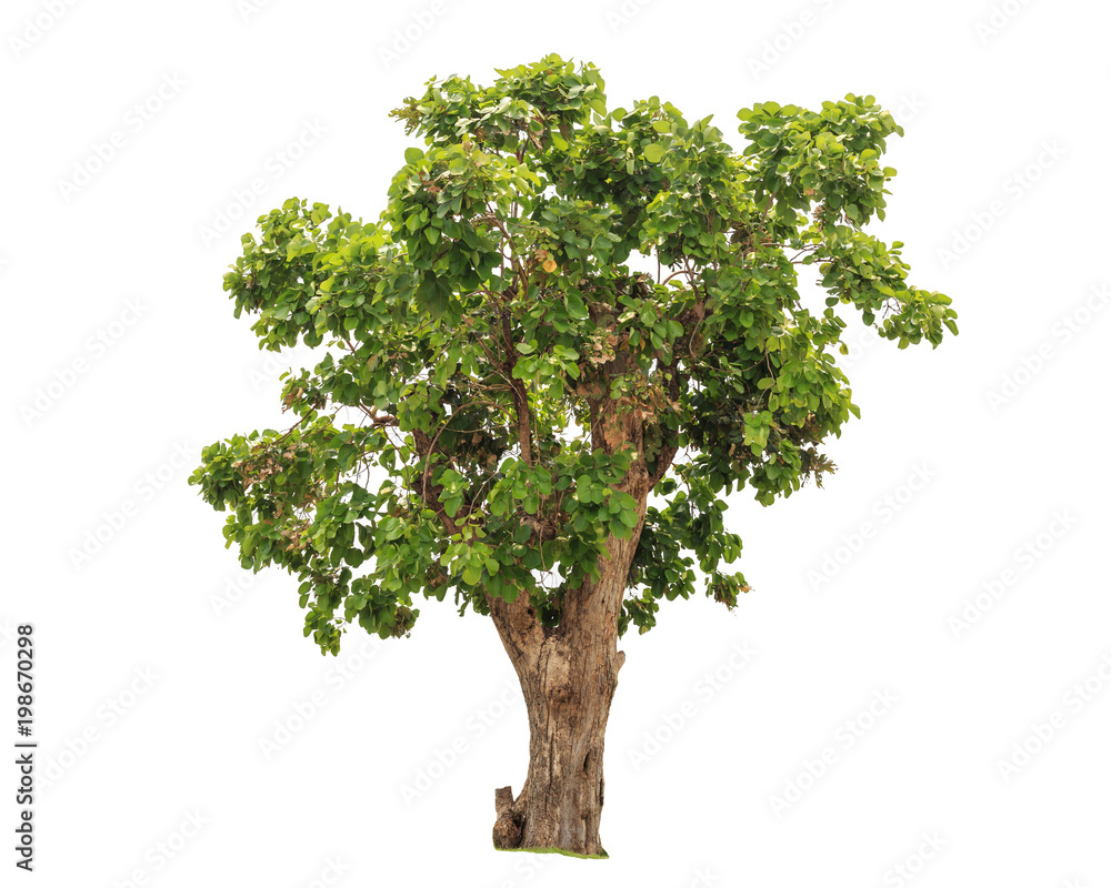 Big tropical green tree isolated on white