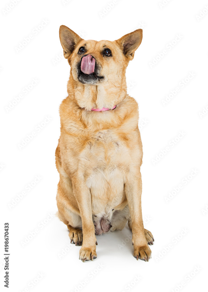 Mixed breed large dog licking lips