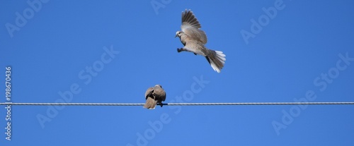 Photography Dove flying onto powerline