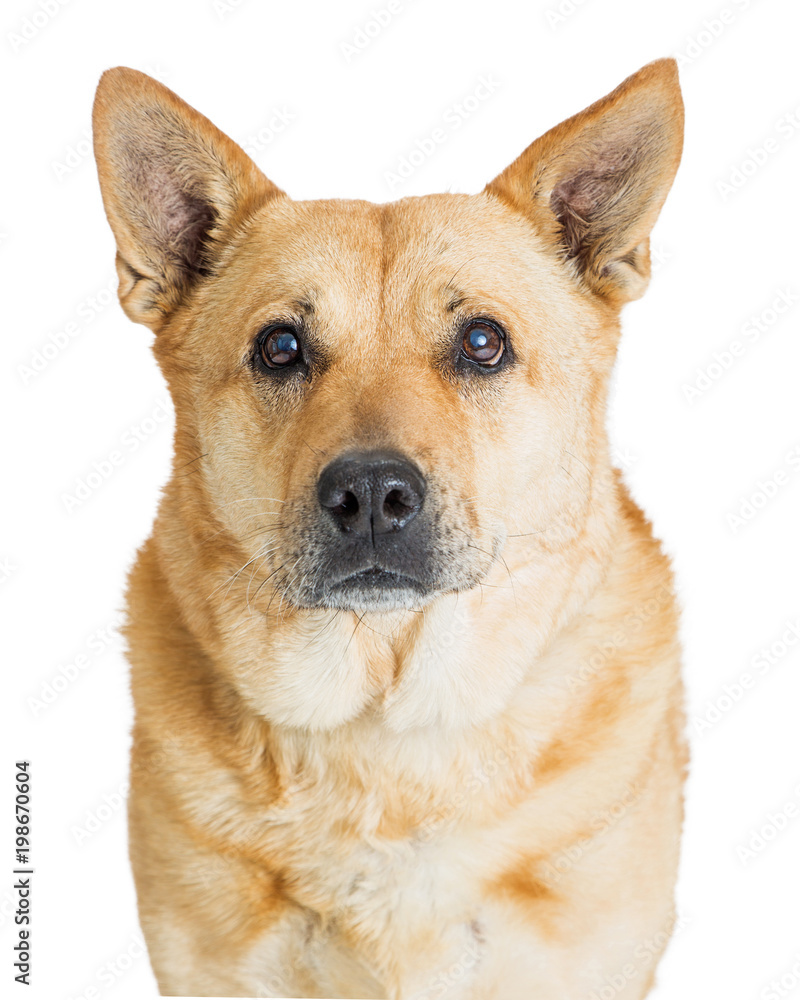 Closeup Shepherd Crossbreed Looking at Camera