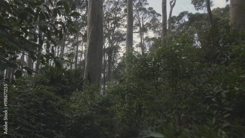 First person point of view of walking in gum forest photo