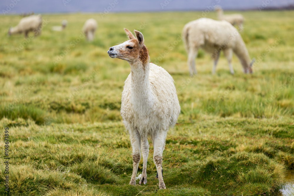 Group of llamas in the Altiplano Group of llamas in the Altiplano