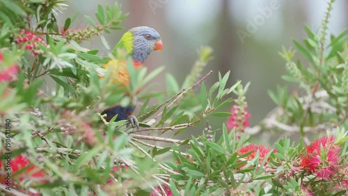 wild parrot in Australia