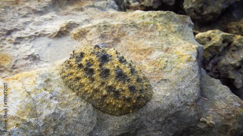 Onchidiidae are a family of small, air-breathing sea slugs. Maldives photo