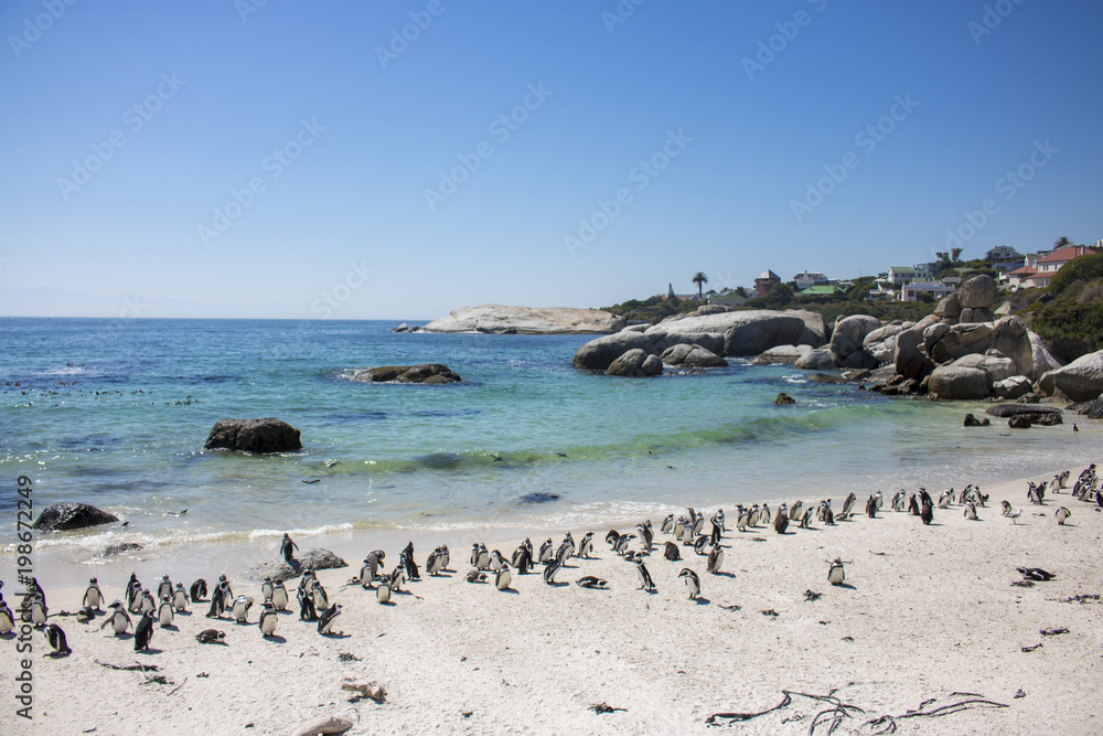 sea full of penguins