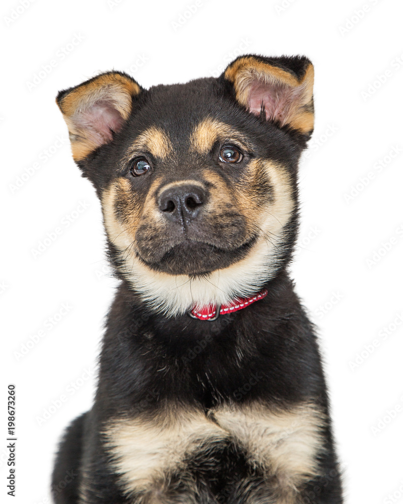 Closeup Large Breed Puppy Over White Closeup Large Breed Puppy Over White