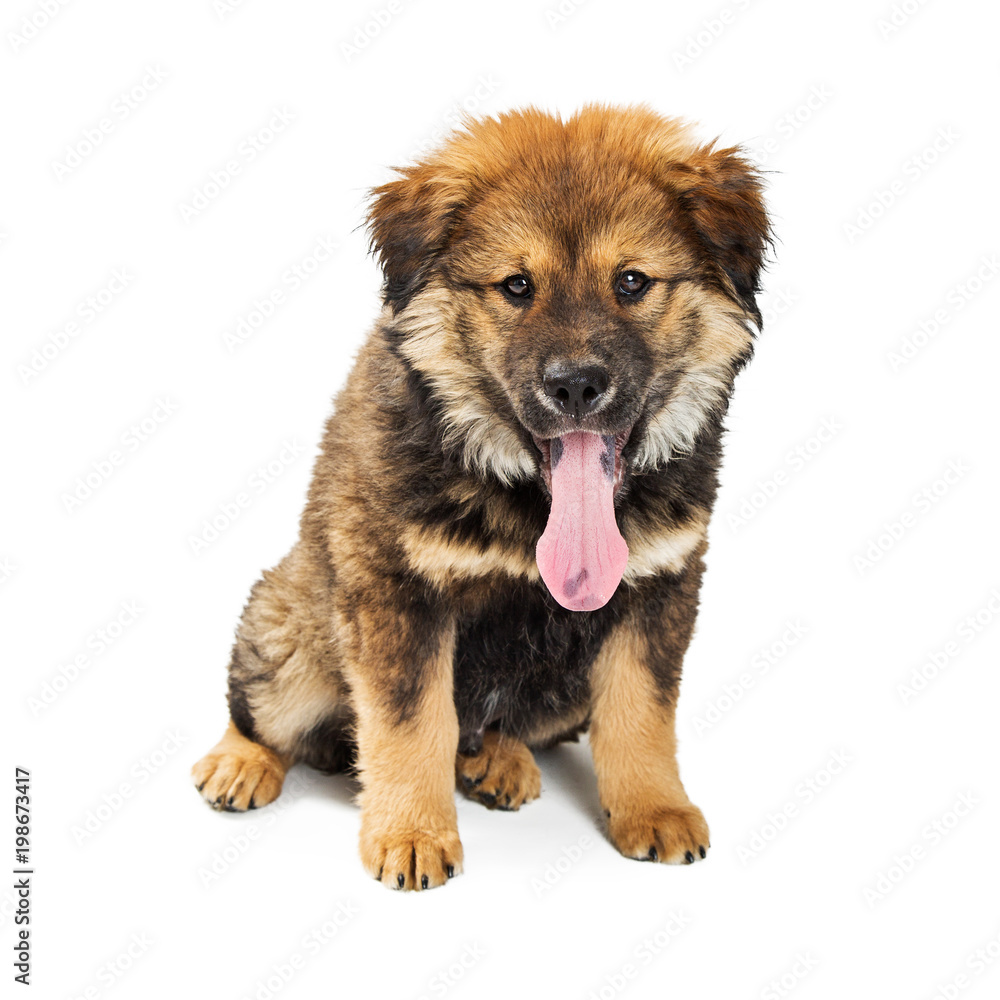 Chow Crossbreed Puppy Tongue Out Sitting