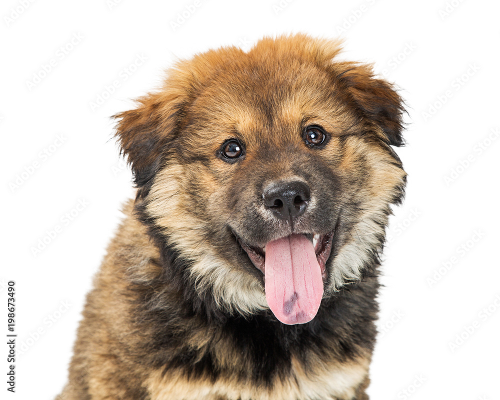 Closeup Chow Crossbreed Puppy Tongue Out