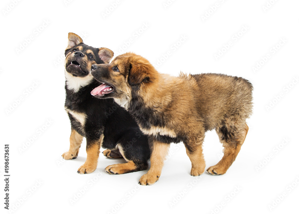 Cute Playful Puppies Together Looking Side