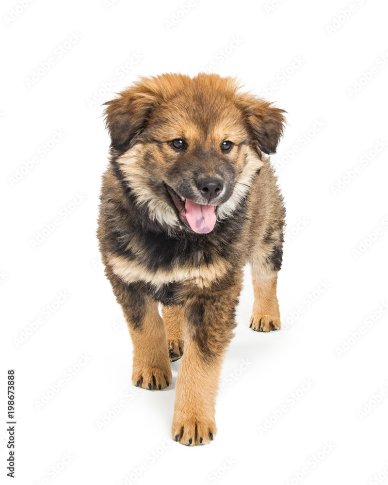 Cute Chow Mixed Breed Puppy on White