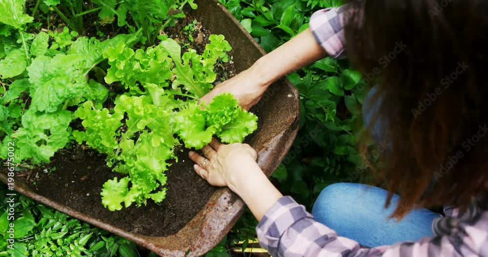 Mature woman planting in the garden Mature woman planting in the garden