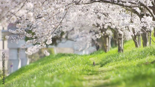 桜