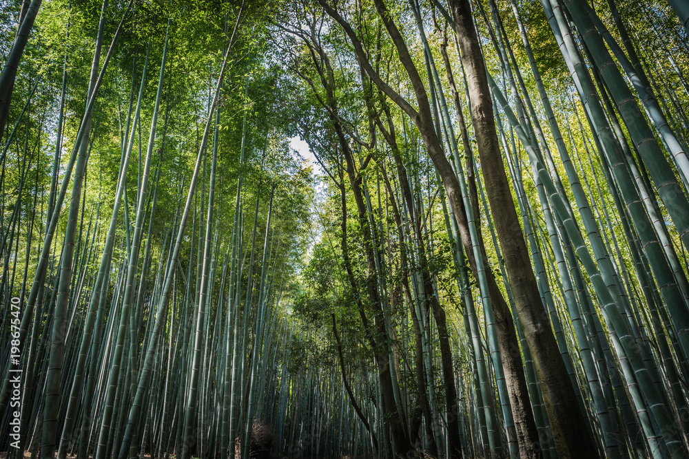 Fototapeta premium Bamboo