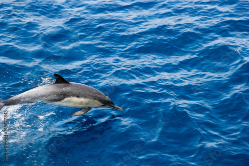 Dolphin flying in open air over ocean surface near Ventura coast  Southern California