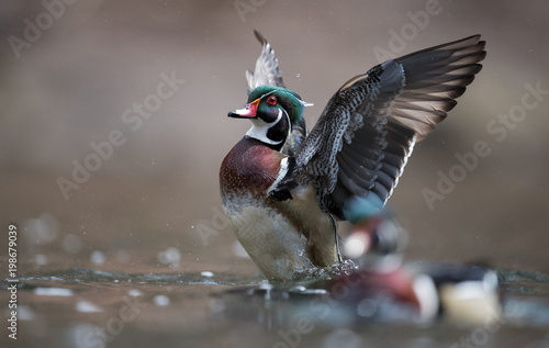 Canvas Print Wood Duck
