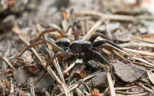 Pardosa wolf spider