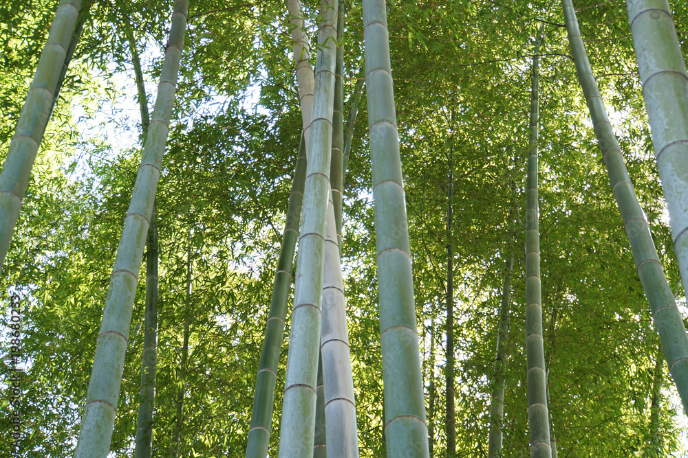 Fototapeta premium 竹林