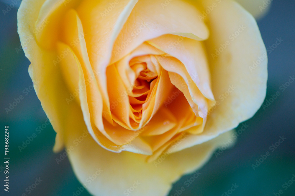 Roses Roses