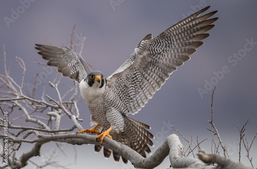 Photography Peregrine Falcon