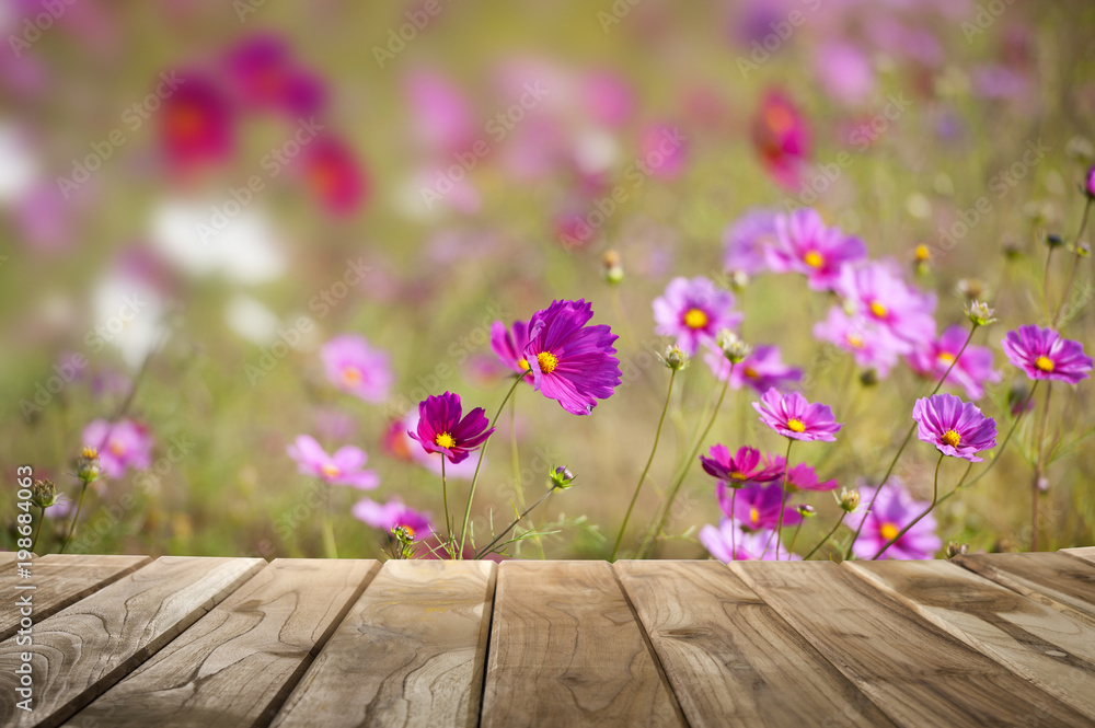 beautiful garden flowers with sunlight beautiful garden flowers with sunlight