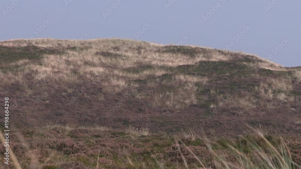 Dune on Sylt island with vegetation, Germany.