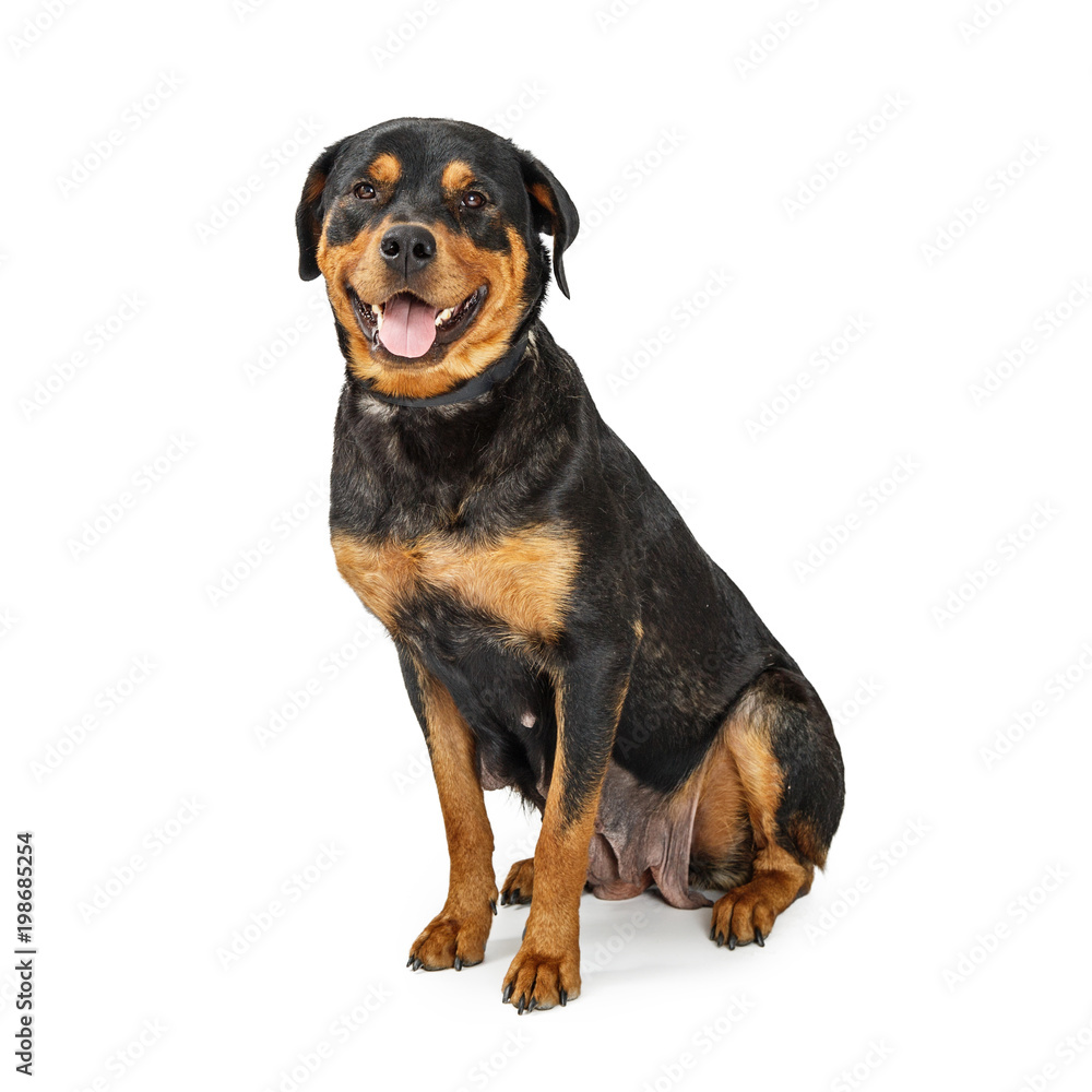 Happy Rottweiler Female Dog