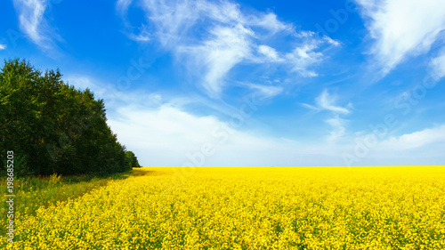 Rapeseed field in the afternoon. Yellow flowers and blue sky with clouds. Beautiful summer background.