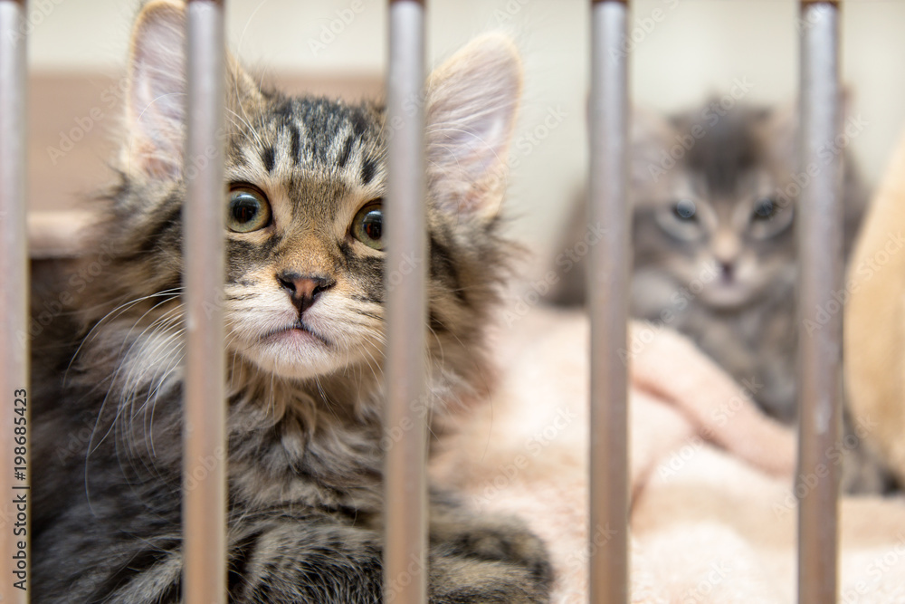 Obraz premium Pit Bull Dog In Kennel at Shelter