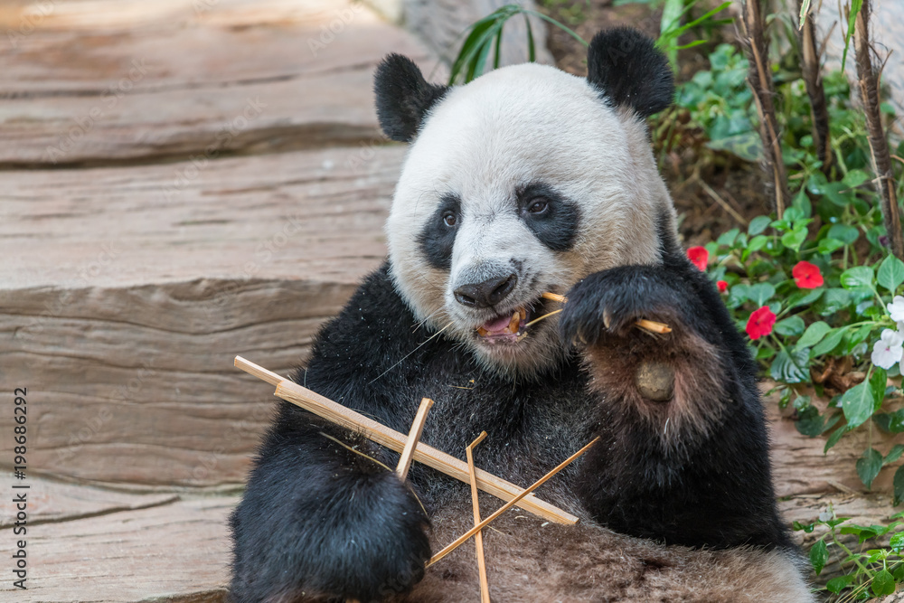 A male giant panda bear enjoy his breakfast of well selected young bamboo shoots and bamboo sticks with cute different eating gestures. A male giant panda bear enjoy his breakfast of well selected young bamboo shoots and bamboo sticks with cute different eating gestures.