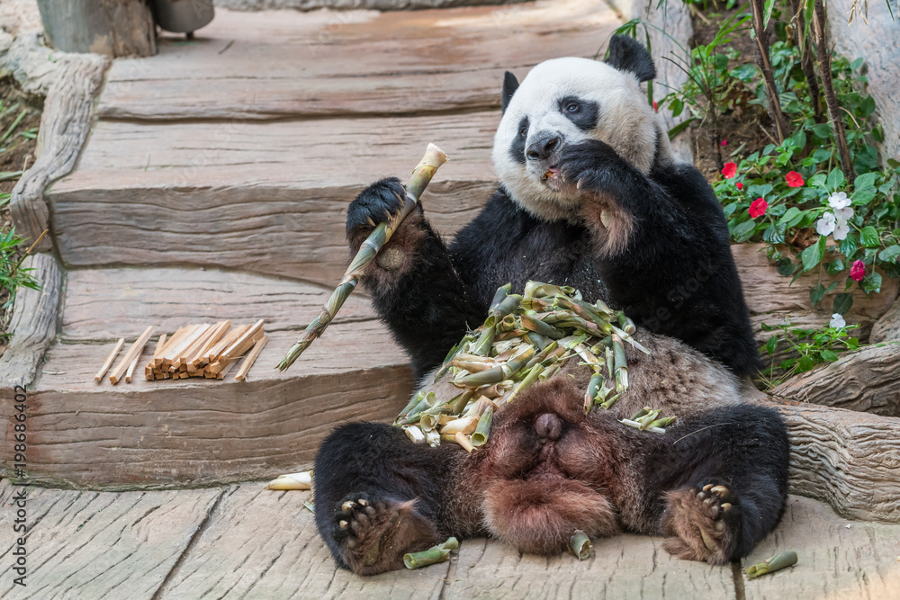 A male giant panda bear enjoy his breakfast of well selected young bamboo shoots and bamboo sticks with cute different eating gestures. Stock Photo | Adobe Stock A male giant panda bear enjoy his breakfast of well selected young bamboo shoots and bamboo sticks with cute different eating gestures. Stock Photo | Adobe Stock