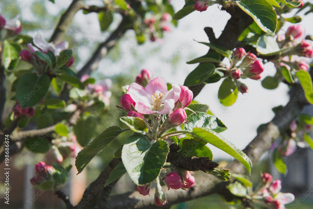 Apple tree in the garden. Spring blooming tree. Beautiful apple flowers on branch Apple tree in the garden. Spring blooming tree. Beautiful apple flowers on branch