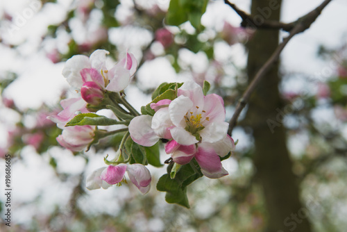 Apple tree in the garden. Spring blooming tree. Beautiful apple flowers on branch