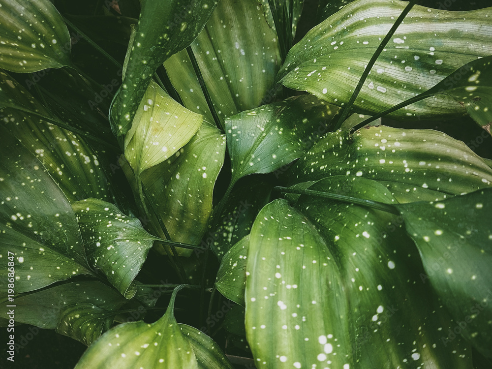 Tropical leaves close-up, Greenhouse, Atmospheric background, Selective focus Tropical leaves close-up, Greenhouse, Atmospheric background, Selective focus