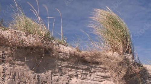 Close up of coast protection on Sylt island at Hörnum Odde, beach grass, Germany. Nahaufnahme Strandhafre (Küstenschutz) auf Sylt. photo