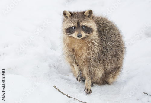 Енот-полоскун или американский енот. Raccoon. © galina_savina