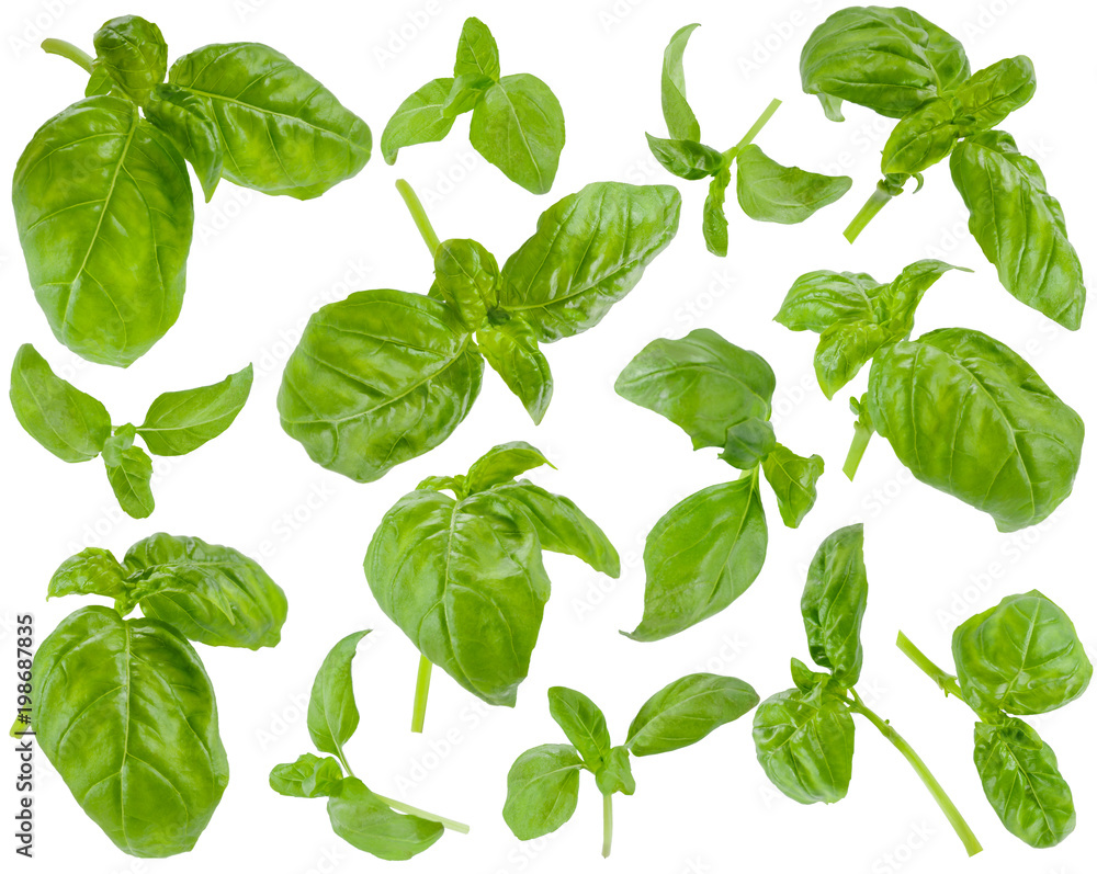 Many fresh green basil leaves and twigs at various angles on white background Many fresh green basil leaves and twigs at various angles on white background