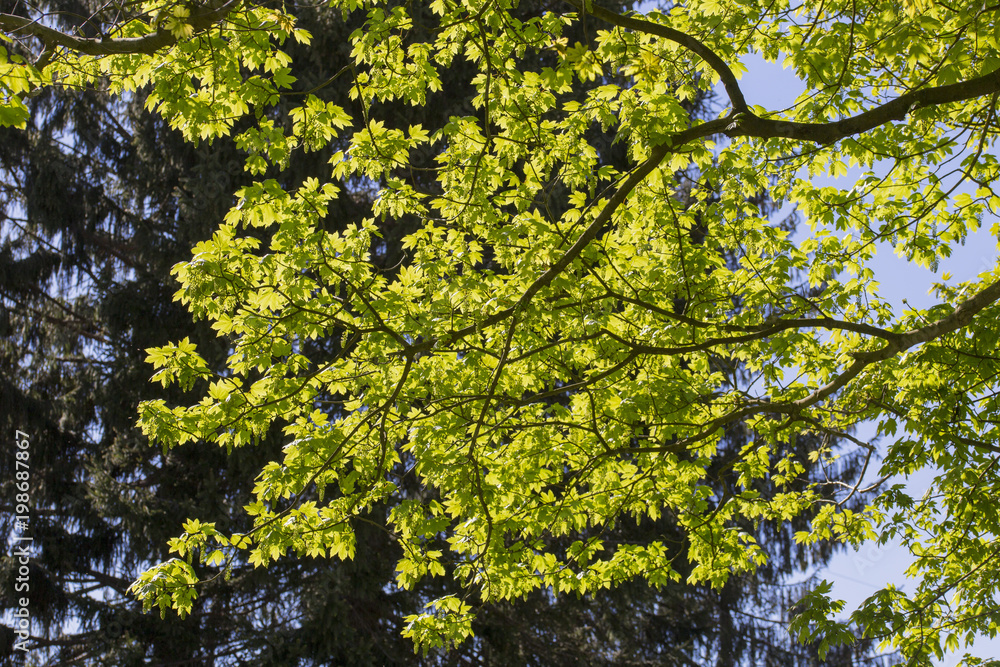 Fototapeta premium Closeup view of branch with green leaves