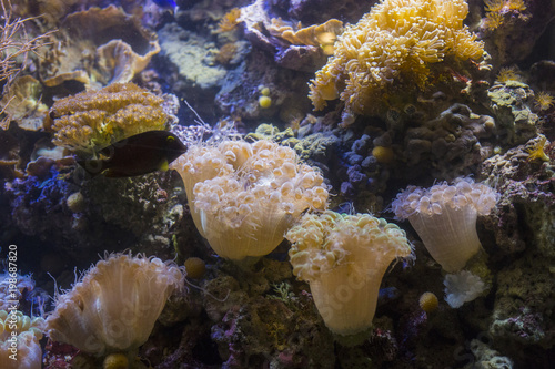 Fototapeta Naklejka Na Ścianę i Meble -  closeup of sea anemones with background