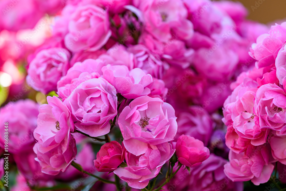 ピンク色の満開のバラの花 ピンク色の満開のバラの花