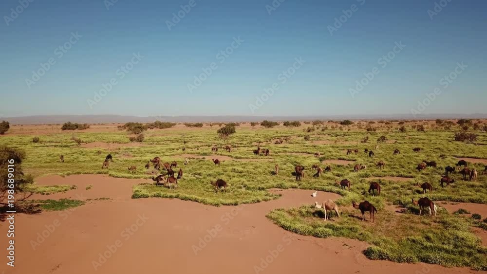 Aerial view on herd of camels grazes near the Sahara desert in Morocco, 4k
Aerial view on herd of camels grazes near the Sahara desert in Morocco, 4k