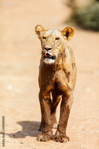 Fototapeta Naklejka Na Ścianę i Meble -  Female lion in Africa