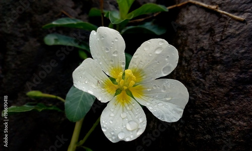 A beautiful white water flower.