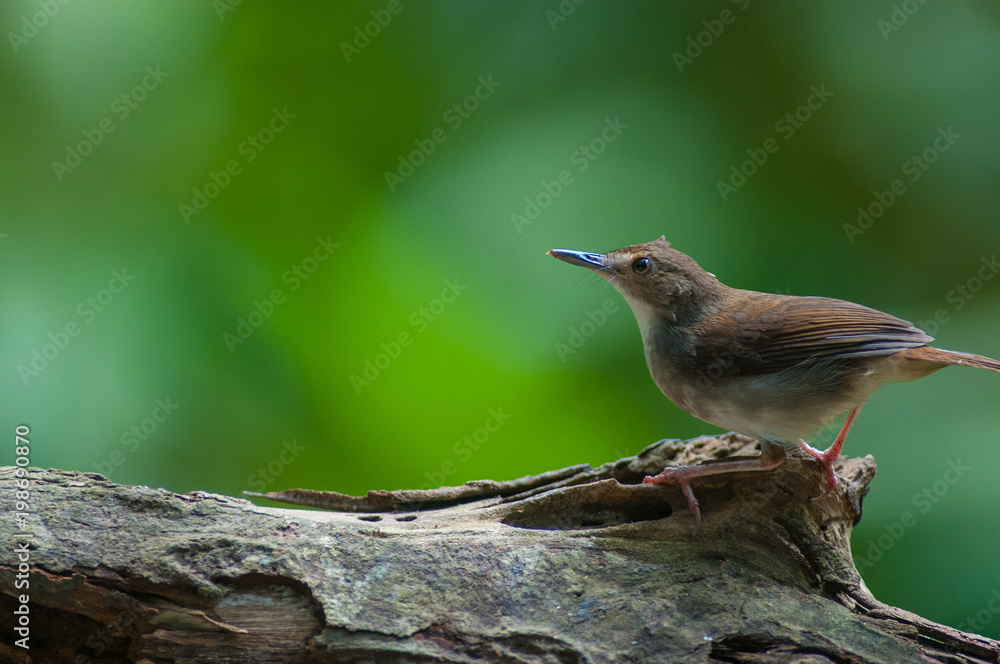 White-chested babbler ( Trichastoma rostratum) birds on tree branch with blur green background.Its natural habitats are subtropical or tropical moist lowland forests. White-chested babbler ( Trichastoma rostratum) birds on tree branch with blur green background.Its natural habitats are subtropical or tropical moist lowland forests.