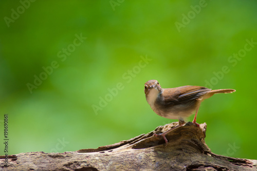 White-chested babbler ( Trichastoma rostratum) birds on tree branch with blur green background.Its natural habitats are subtropical or tropical moist lowland forests. photo