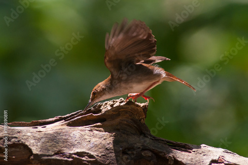 White-chested babbler ( Trichastoma rostratum) birds on tree branch with blur green background.Its natural habitats are subtropical or tropical moist lowland forests. photo