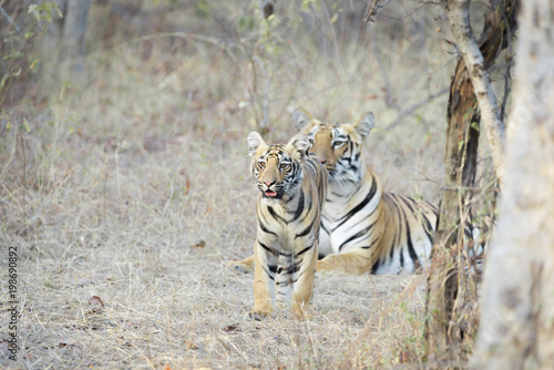 Canvas Print The tigress and her cub